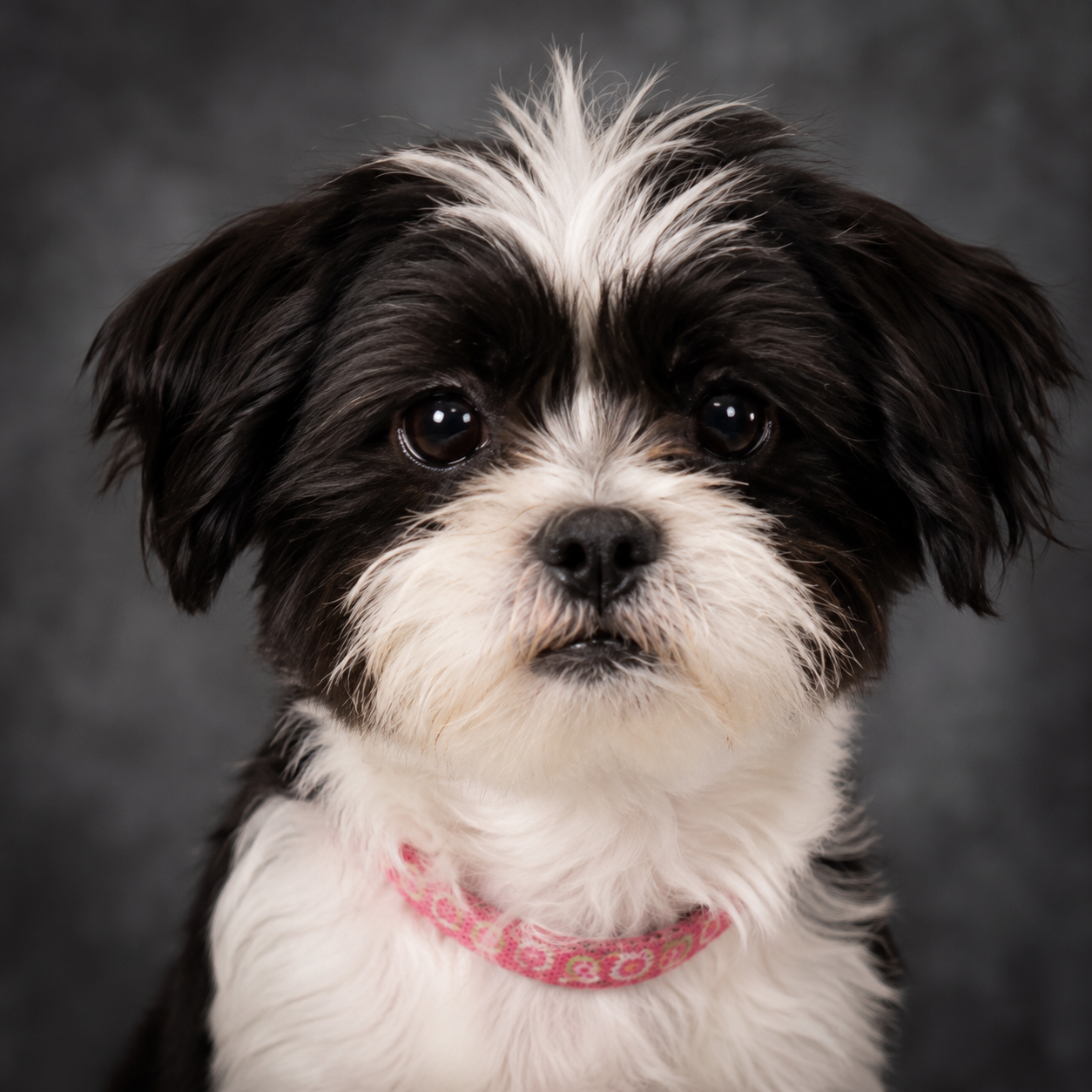 Pixie the therapy dog